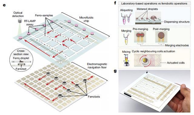 UCLA研发微型铁磁机器人自动化微流体平台实现高效自动病毒检测米乐M6 M6米乐(图4)
