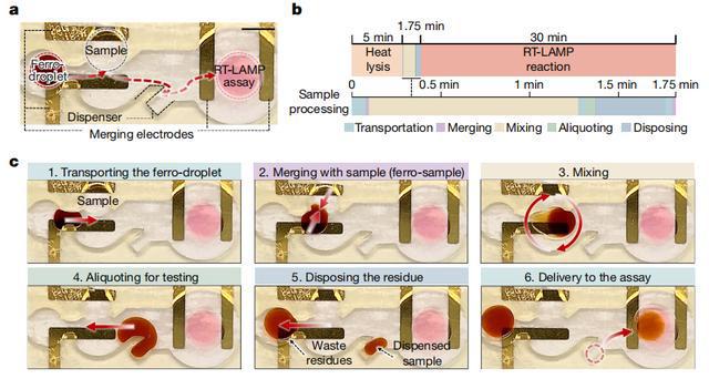 UCLA研发微型铁磁机器人自动化微流体平台实现高效自动病毒检测米乐M6 M6米乐(图5)